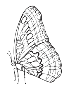 Butterfly Outline Wing Veins Side View Coloring Pdf, Free Vectors File